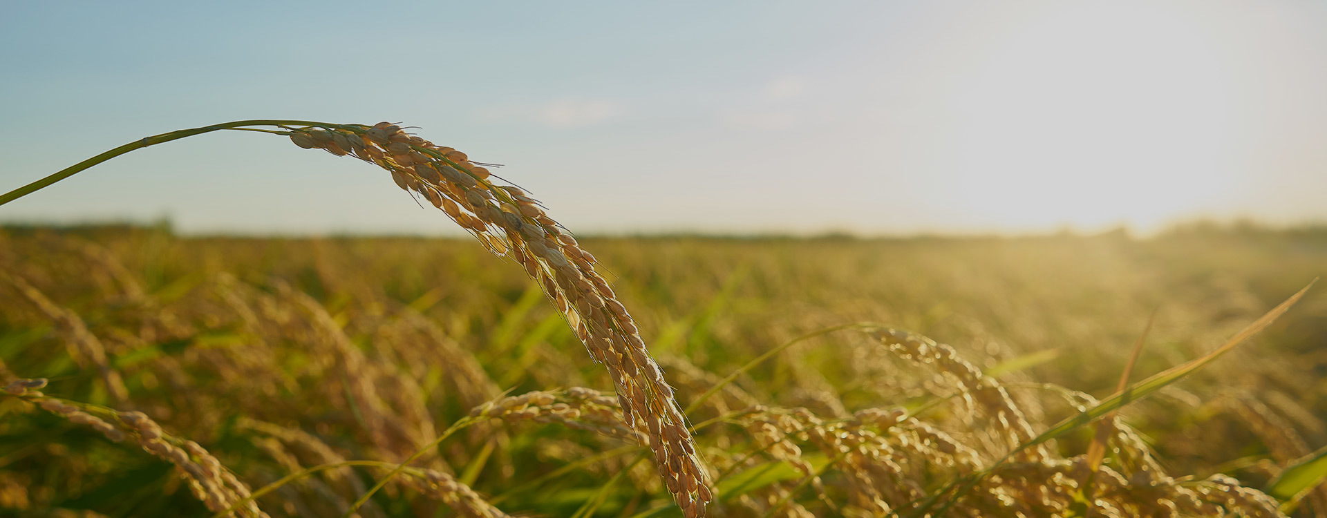 Rice field representing responsible grain processing